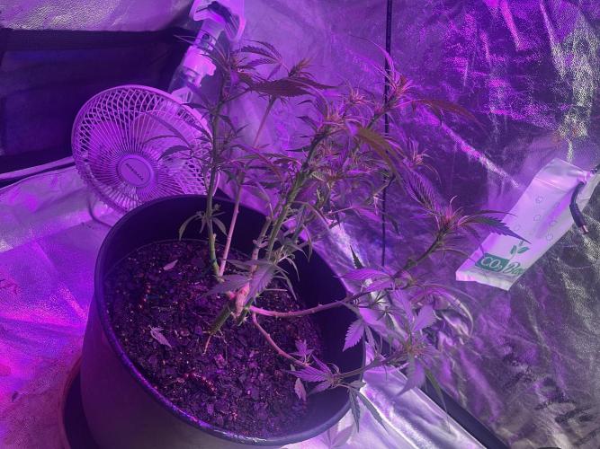 Fall 2025: Frostbanger & Random Seedsman. Week 8