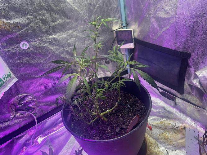 Fall 2025: Frostbanger & Random Seedsman. Week 8