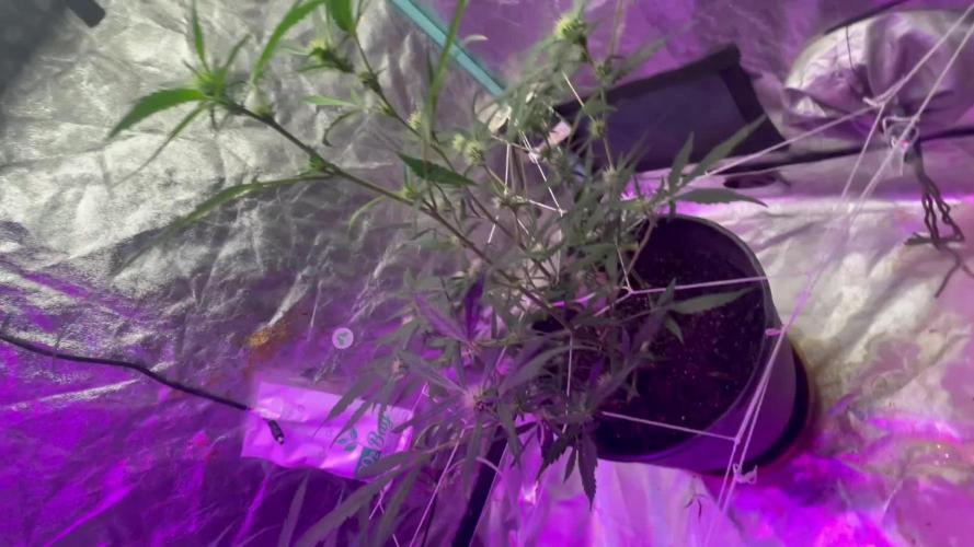 Fall 2025: Frostbanger & Random Seedsman