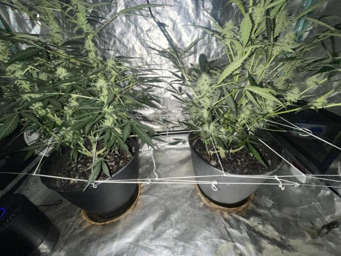 Fall 2025: Frostbanger & Random Seedsman. Week 8