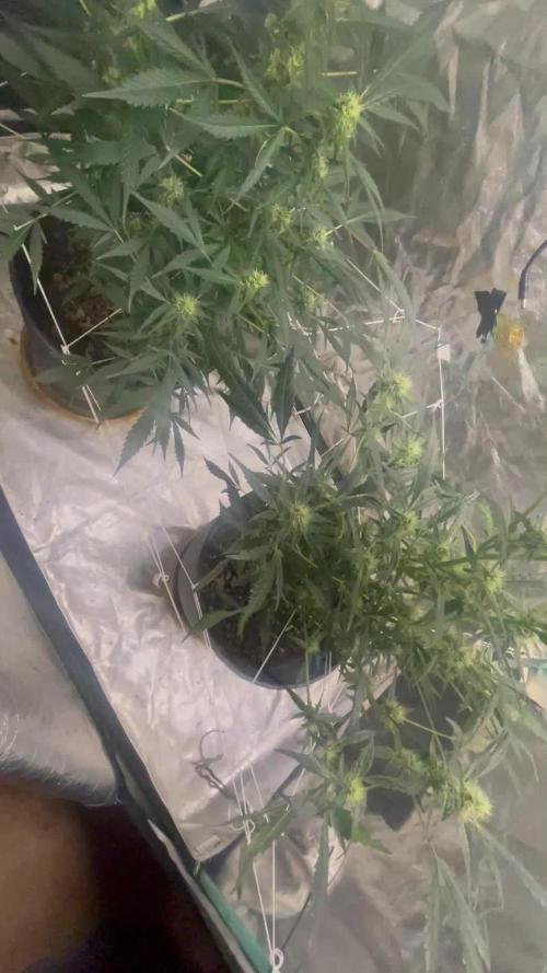 Fall 2025: Frostbanger & Random Seedsman