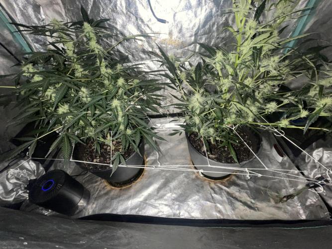 Fall 2025: Frostbanger & Random Seedsman. Week 8