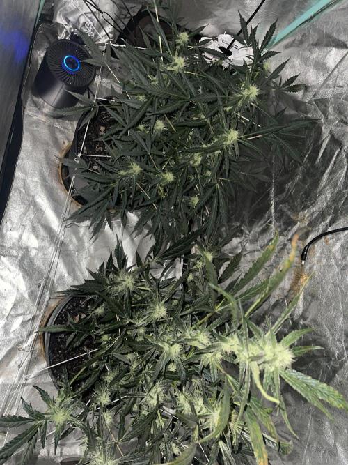 Fall 2025: Frostbanger & Random Seedsman. Week 8