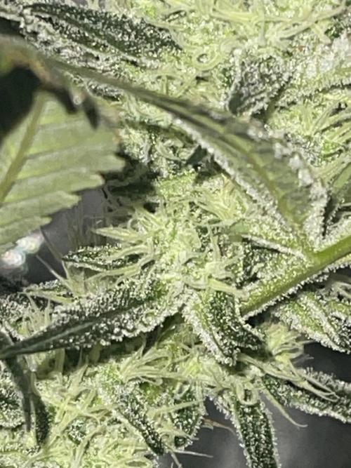 Fall 2025: Frostbanger & Random Seedsman. Week 9