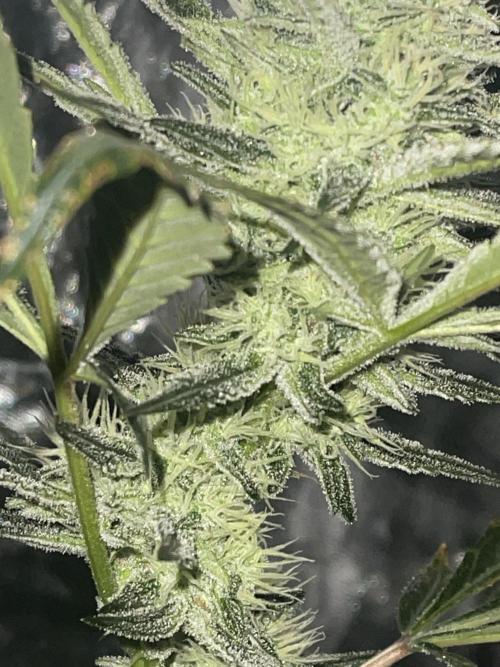 Fall 2025: Frostbanger & Random Seedsman. Week 9