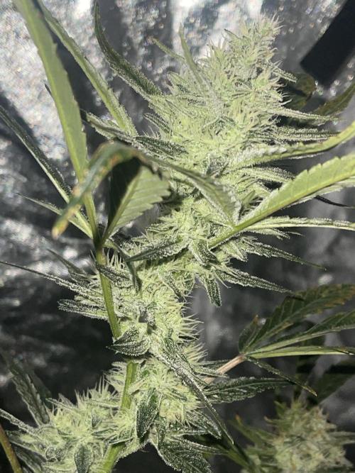 Fall 2025: Frostbanger & Random Seedsman. Week 9