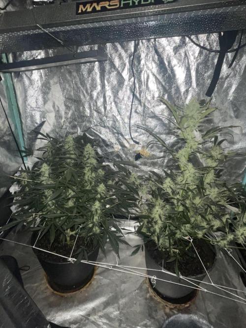 Fall 2025: Frostbanger & Random Seedsman. Week 9