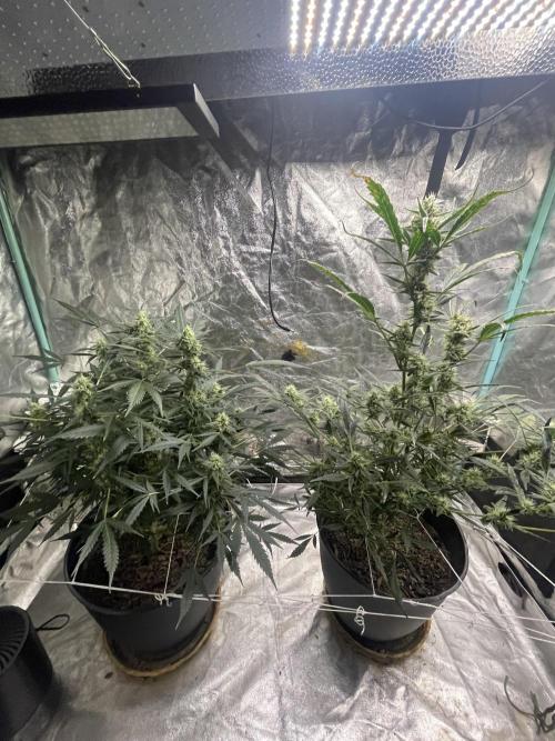 Fall 2025: Frostbanger & Random Seedsman. Week 9