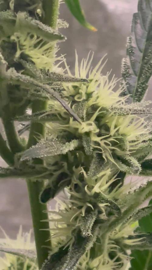 Fall 2025: Frostbanger & Random Seedsman