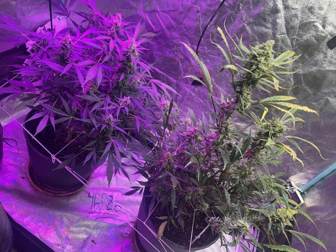 Fall 2025: Frostbanger & Random Seedsman. Week 10