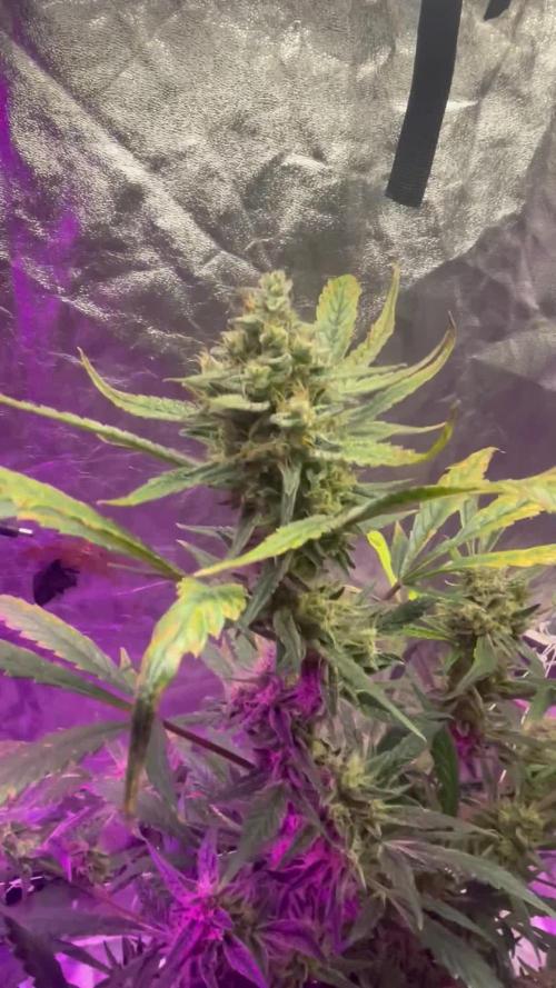 Fall 2025: Frostbanger & Random Seedsman