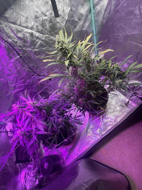 Fall 2025: Frostbanger & Random Seedsman. Week 10