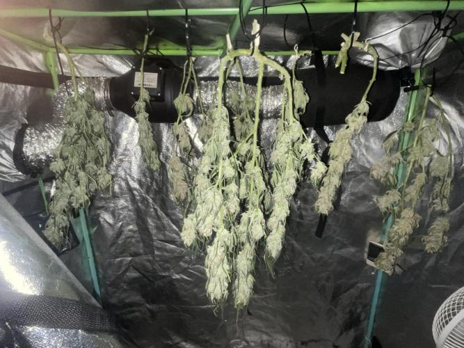 Fall 2025: Frostbanger & Random Seedsman. Week 11