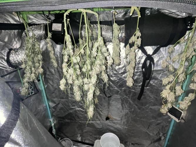 Fall 2025: Frostbanger & Random Seedsman. Week 11