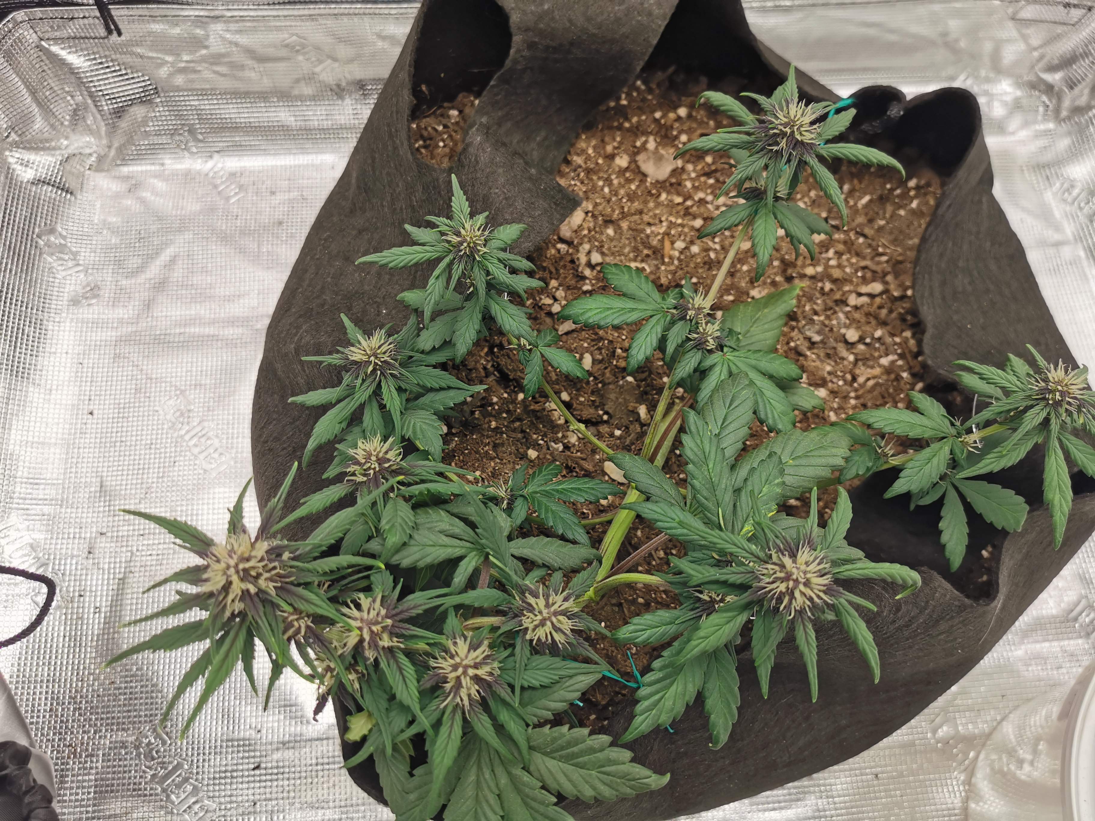 Fast Buds Purple Lemonade Auto grow diary (journal) week5 by Nodes GrowDiaries