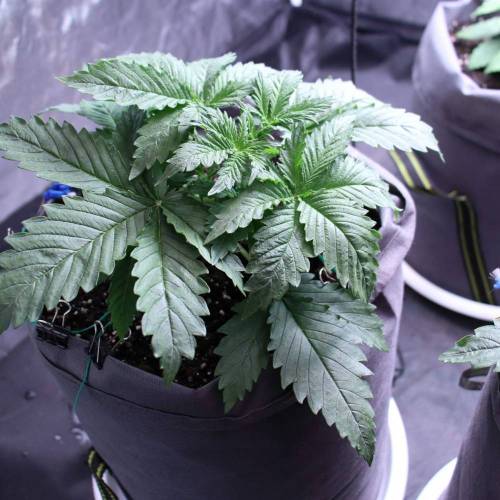 3 Fem. Week 2 - Strawberry Lemonade - 2 week