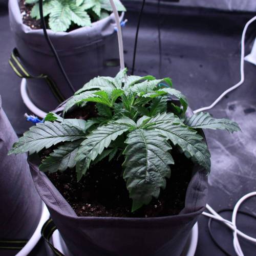 3 Fem. Week 2 - AK47 - 2 week