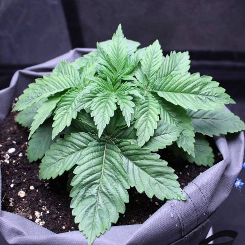 3 Fem. Week 2 - Super Hash - 2 week