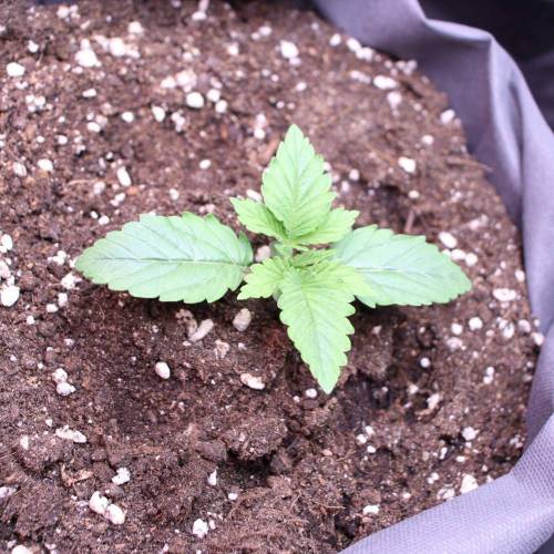 3 Fem. Week 1 - Super Hash - 1 week