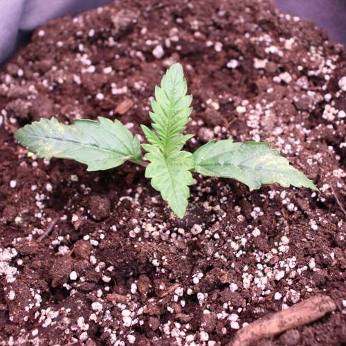 3 Fem. Week 1 - AK47 - 1 week