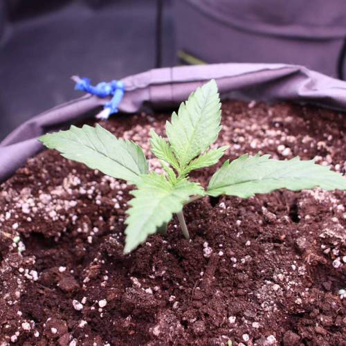 3 Fem. Week 1 - Strawberry Lemonade - 1 week