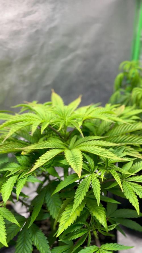 Fritter Delight & Jammy Dodgers #2 AUTO