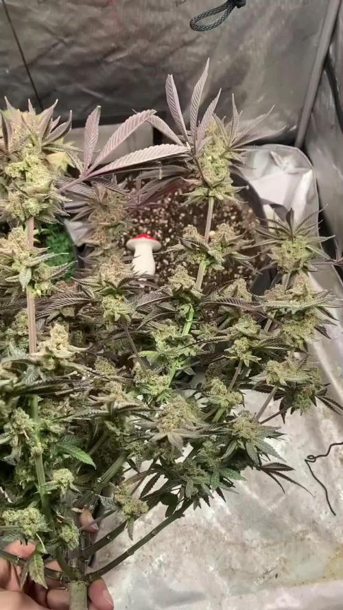 SLURRICANE #7 | BAD APPLE