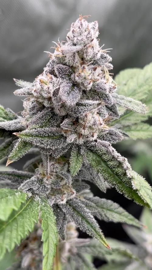 Cookies & Cream