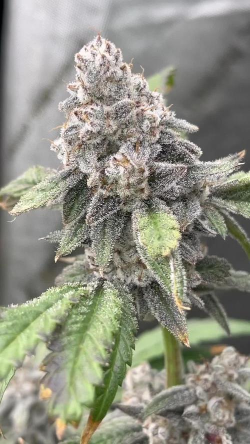 Cookies & Cream