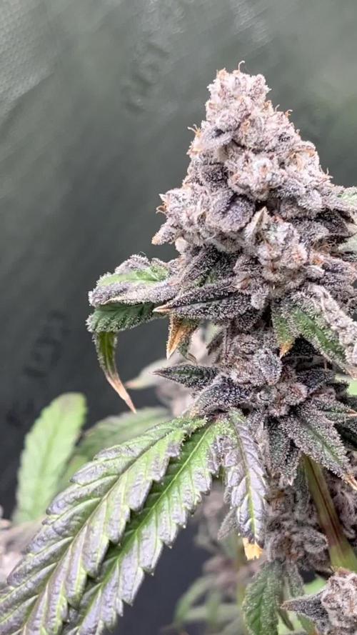 Cookies & Cream