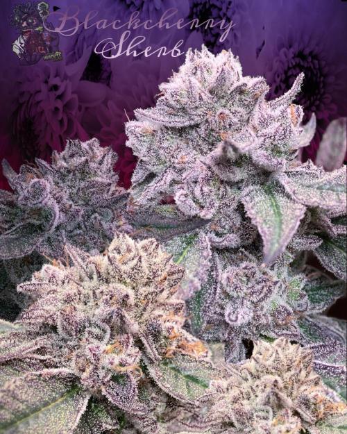 BLACKCHERRY SHERB . Week 15