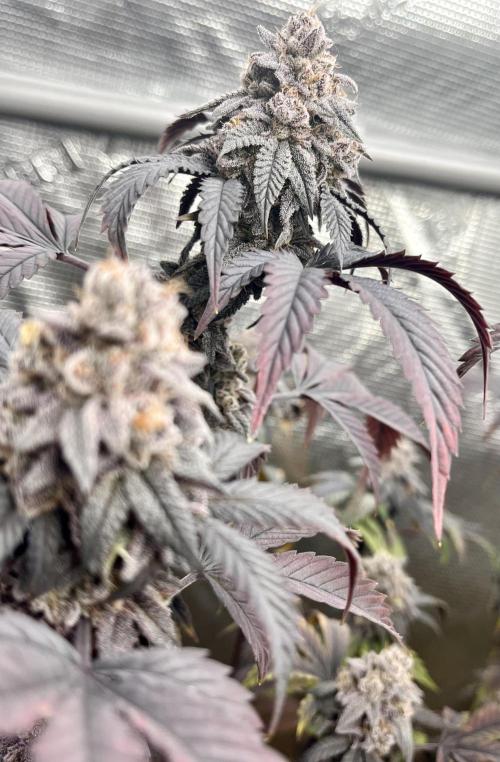 GYAT QUEEN. Week 20