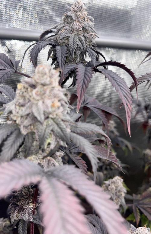 GYAT QUEEN. Week 20