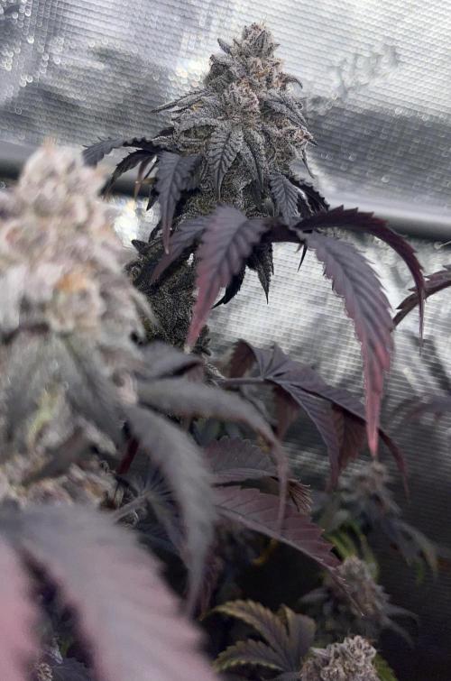 GYAT QUEEN. Week 20