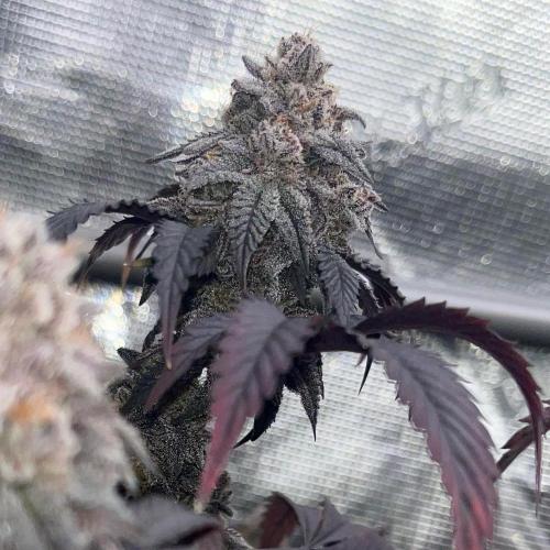 GYAT QUEEN. Week 20