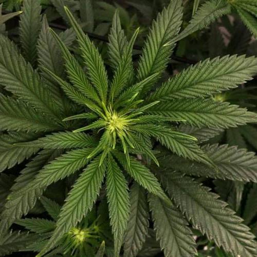 Do-Si-Dos 22-16 {bagseed} 1st grow. Week 8