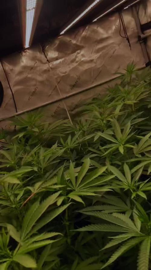 BLACKCHERRY SHERB 