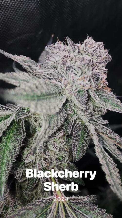 BLACKCHERRY SHERB 