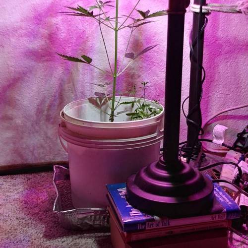 Growers Choice Seeds Sour Kush Auto grow diary (journal) week3 by