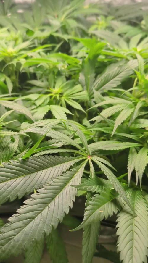 ACE seeds Malawi × PCK in hydro-aero