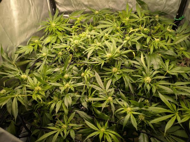 ACE seeds Malawi × PCK in hydro-aero. Week 10 - week 10