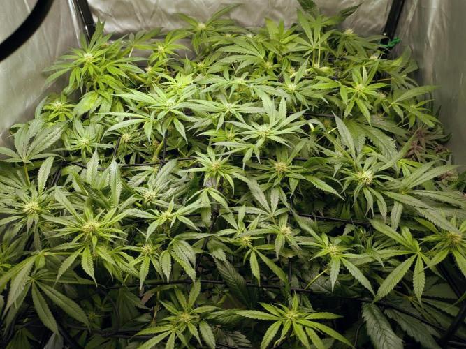 ACE seeds Malawi × PCK in hydro-aero. Week 10