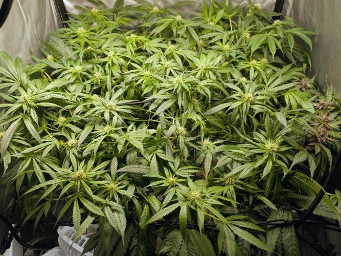 ACE seeds Malawi × PCK in hydro-aero. Week 10