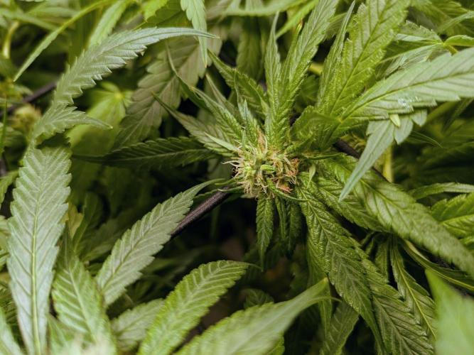 ACE seeds Malawi × PCK in hydro-aero. Week 10