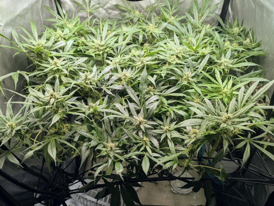 ACE seeds Malawi × PCK in hydro-aero. Week 11 - End of week 11