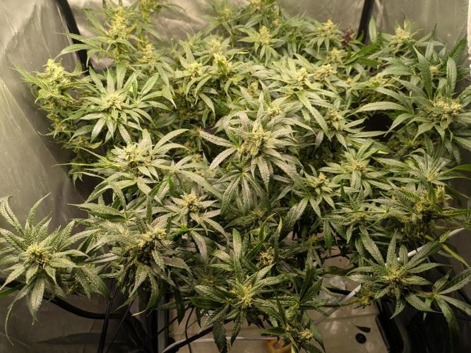 ACE seeds Malawi × PCK in hydro-aero. Week 12 - end of week 13