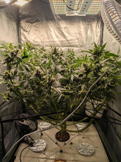 ACE seeds Malawi × PCK in hydro-aero. Week 12