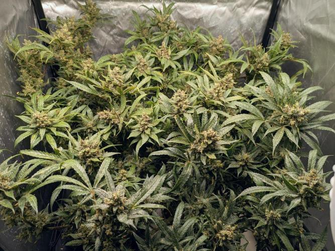 ACE seeds Malawi × PCK in hydro-aero. Week 15