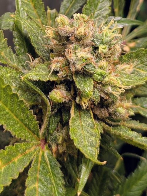 ACE seeds Malawi × PCK in hydro-aero. Week 15