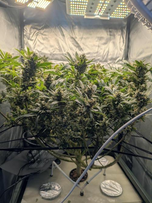 ACE seeds Malawi × PCK in hydro-aero. Week 15